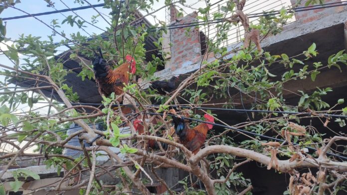 12 sehore photo 01